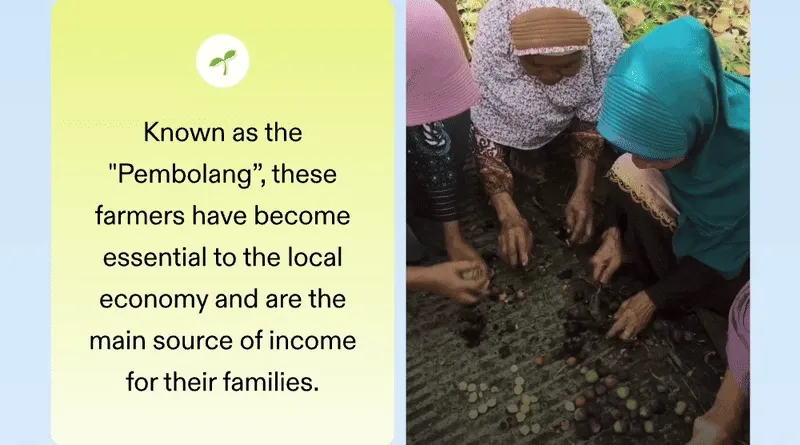 🌱 Known as the "Pembolang”, these farmers have become essential to the local economy and are the main source of income for their families.