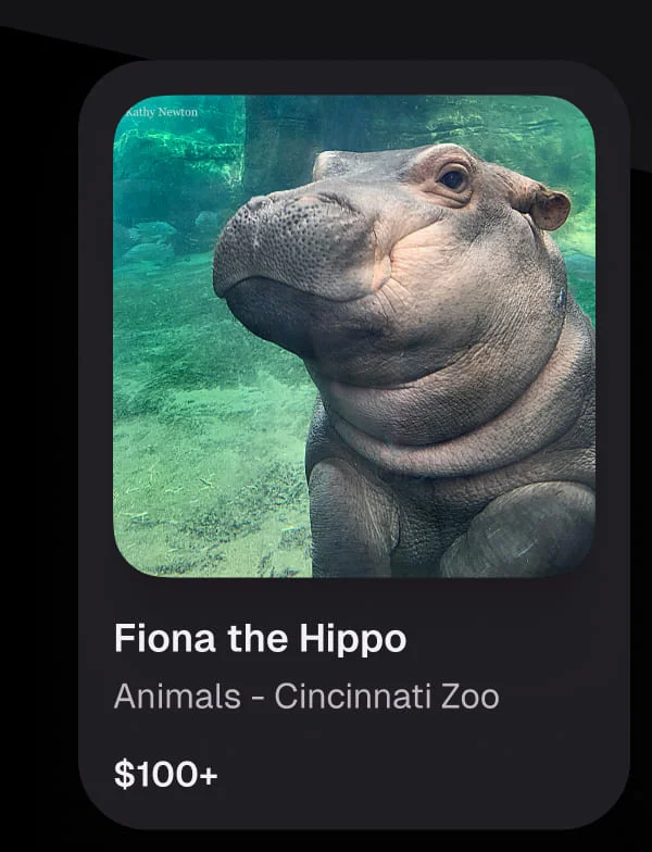Fiona The Hippo