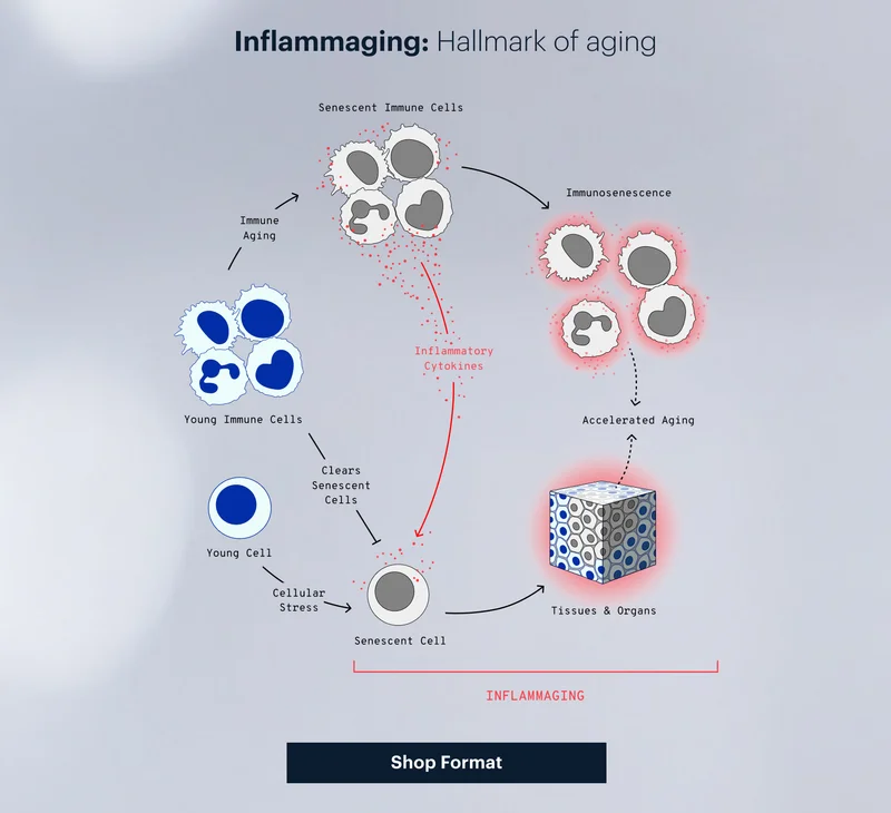 Inflammaging: Hallmark of aging | Shop Format
