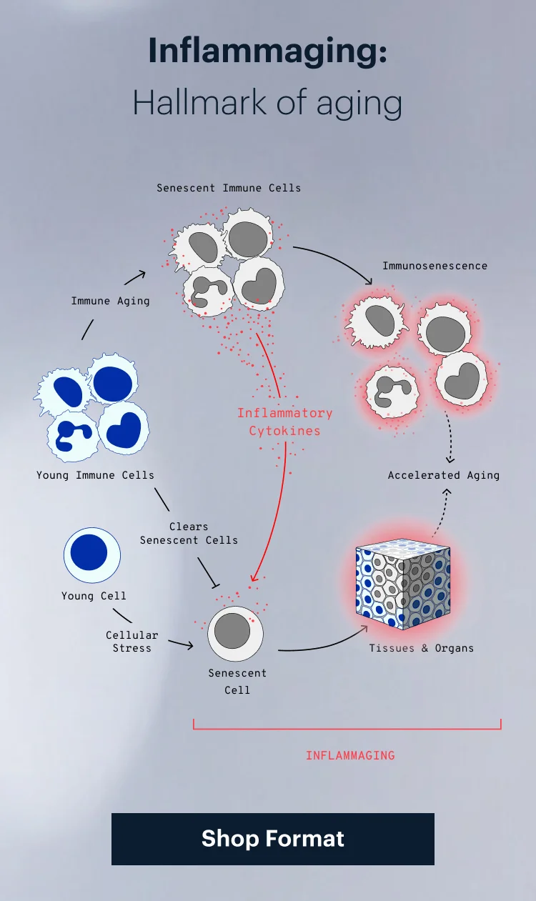 Inflammaging: Hallmark of aging | Shop Format