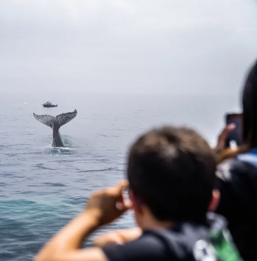 Have a Whale of a Time*