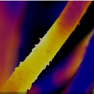 Microscopic thermal view of hair strands after being dried