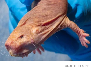 In lab conditions, naked mole rats live for decades, rarely dying of old age or its associated diseases.