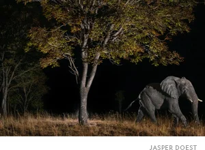 The ghost elephants that live in the highlands of Angola behave like almost no others on Earth. They’re stealthy, more active at night, and deeply wary of humans.