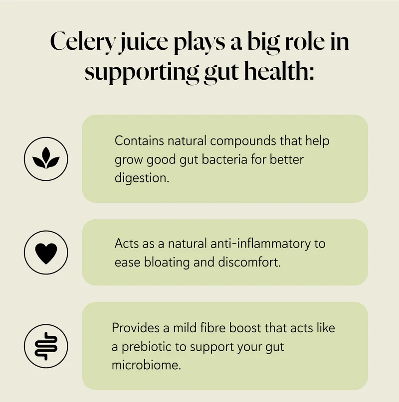 Celery juice plays a big role in supporting gut health: Contains natural compounds that help grow good gut bacteria for better digestion. Acts as a natural anti-inflammatory to ease bloating and discomfort. Provides a mild fibre boost that acts like a prebiotic to support your gut microbiome.