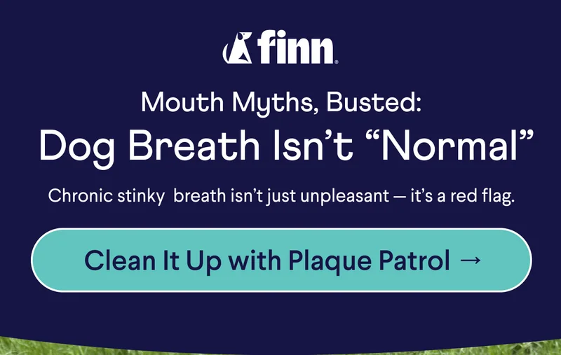Finn logo. Text:&nbsp;&nbsp;Mouth Myths, Busted: &nbsp;Dog Breath Isn’t “Normal” Chronic stinky  breath isn’t just unpleasant — it’s a red flag. CTA: Clean It Up with Plaque Patrol →