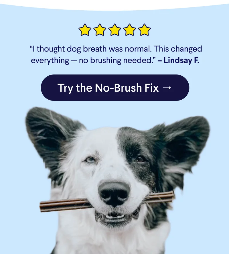 5 Star Customer Review: &nbsp;“I thought dog breath was normal. This changed everything — no brushing needed.” – Lindsay F. CTA: Try the No-Brush Fix →