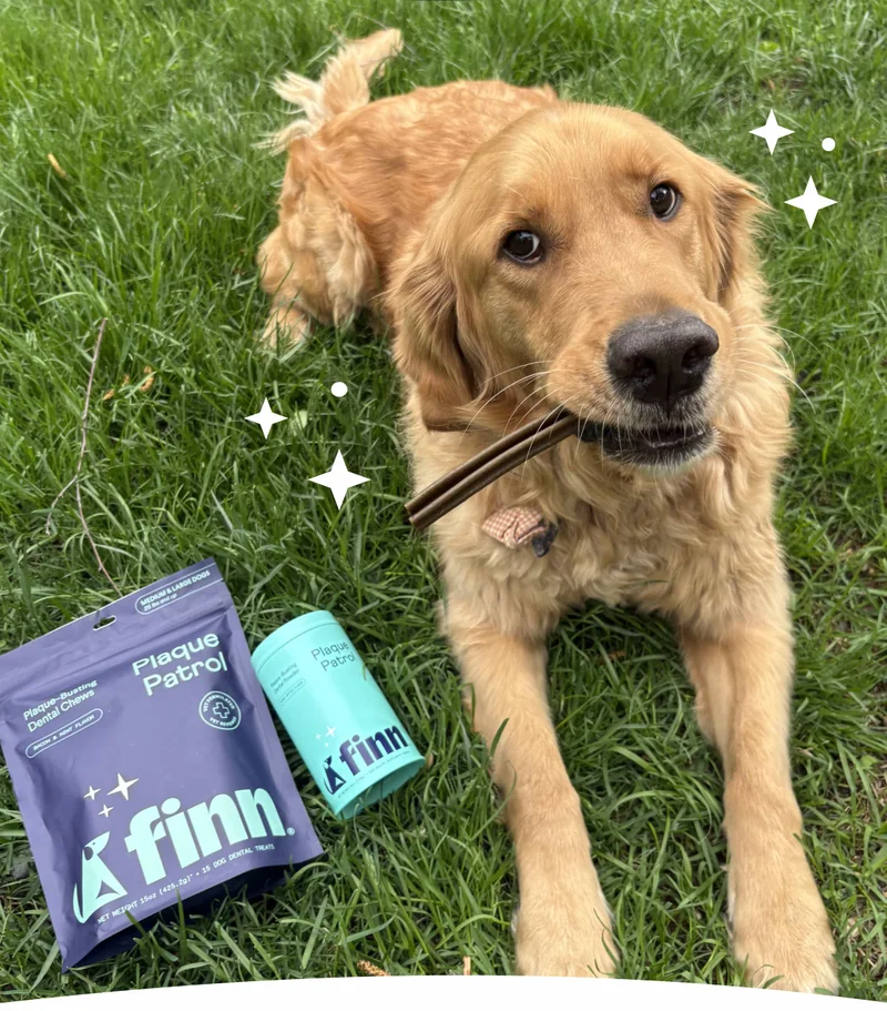 Photo of a golden retriever with Plaque Patrol Powder and Plaque Patrol Chews