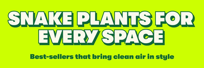 SNAKE PLANTS FOR EVERY SPACE Best-sellers that bring clean air in style