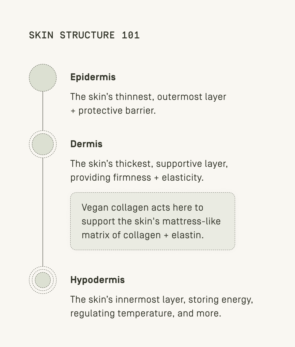 Skin structure 101