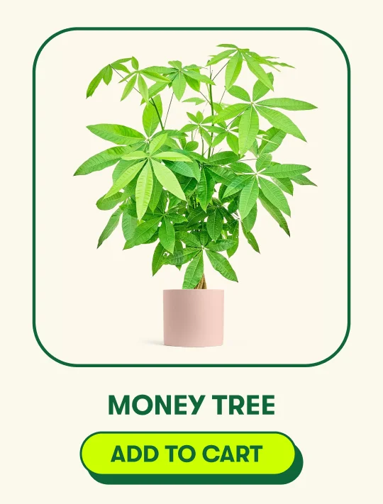 Money Tree [ADD TO CART]