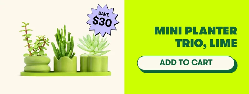 Mini Planter Trio, Lime [ADD TO CART]