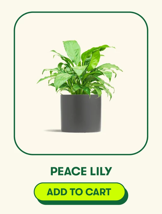 Peace Lily [ADD TO CART]