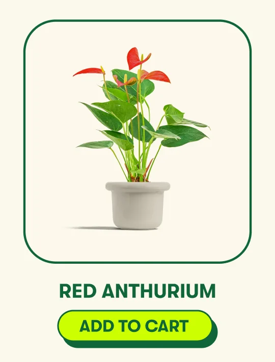Red Anthurium [ADD TO CART]