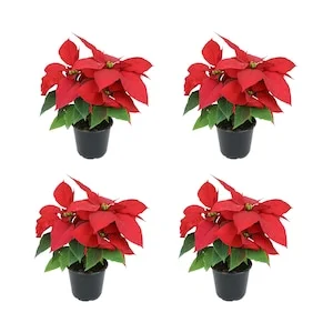 25% Off Select House Plants & Succulents