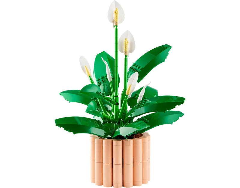Peace Lily