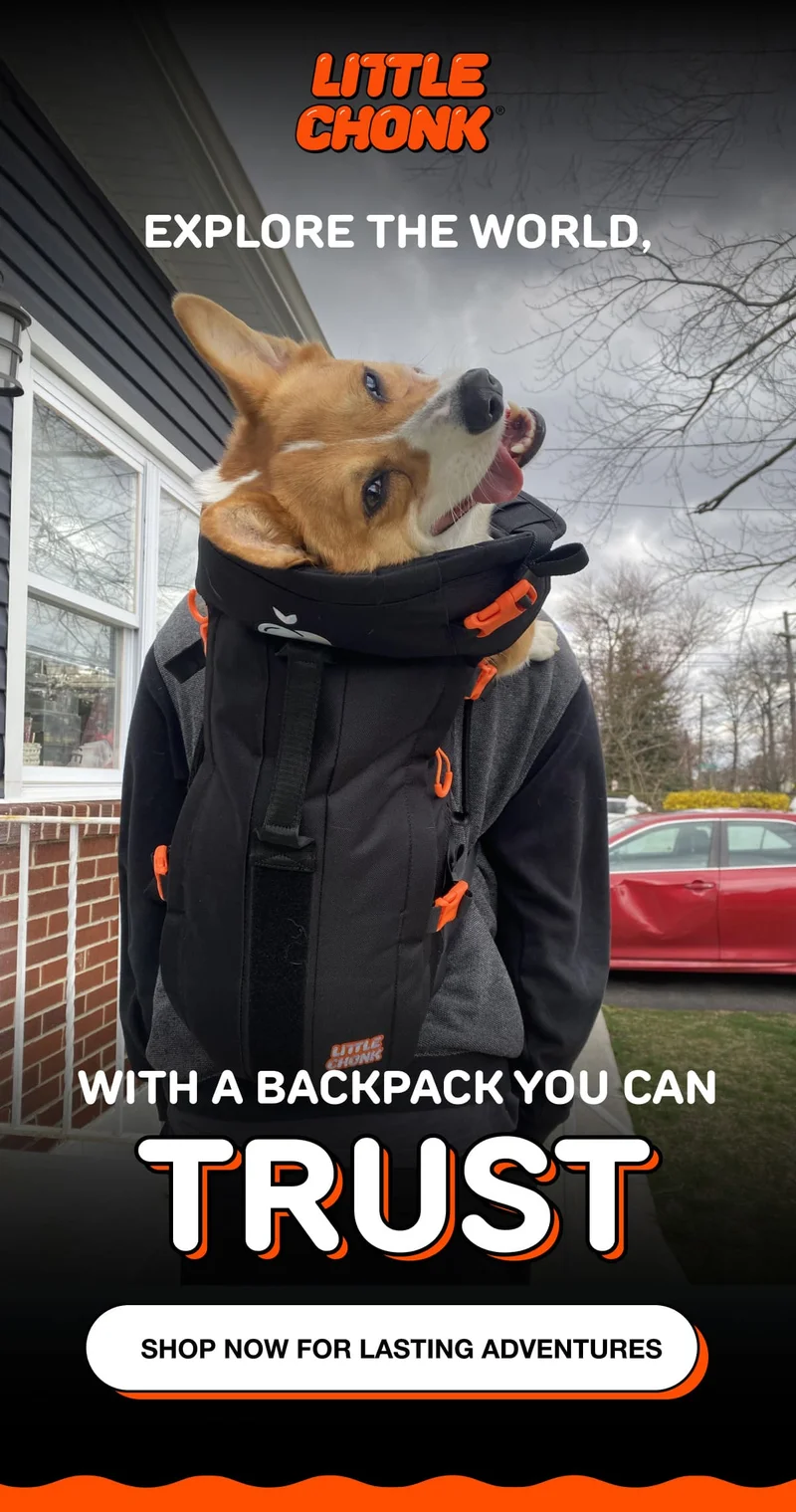 Let's get moving with Little Chonk