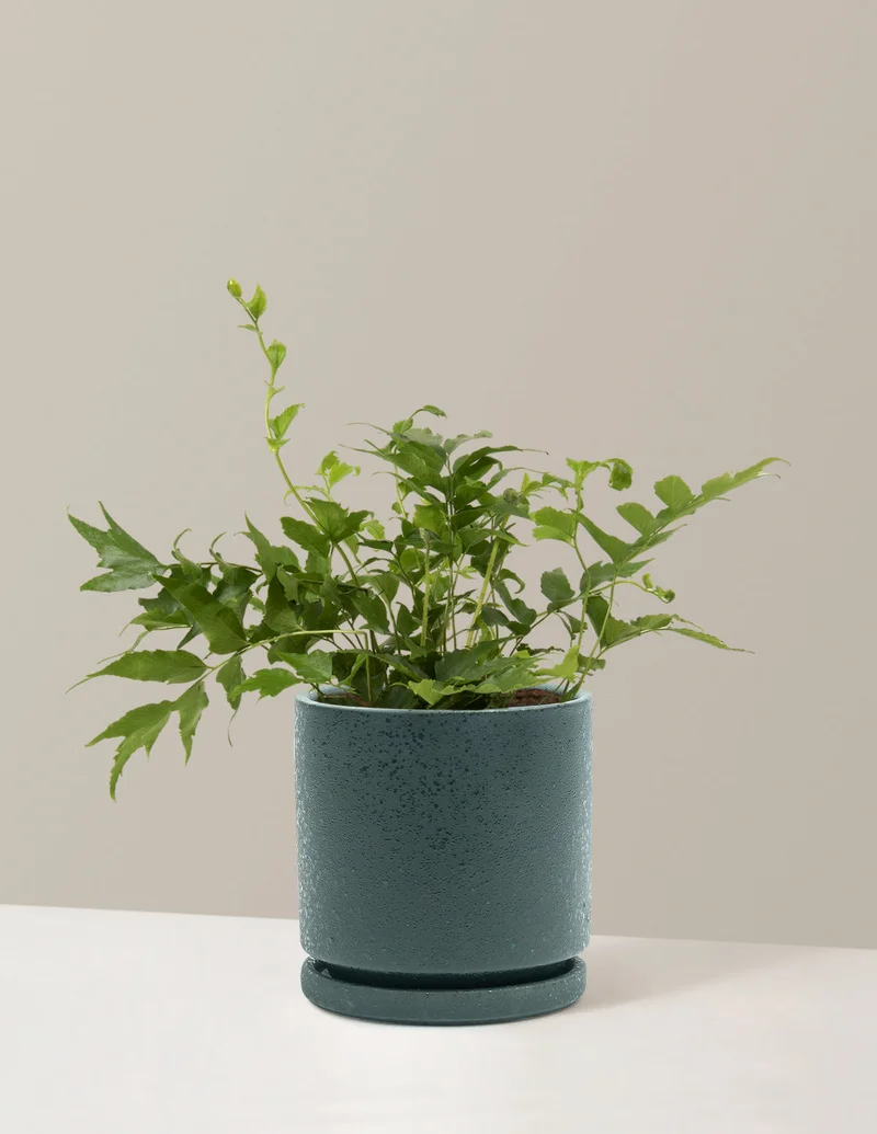 Image of Holly Fern