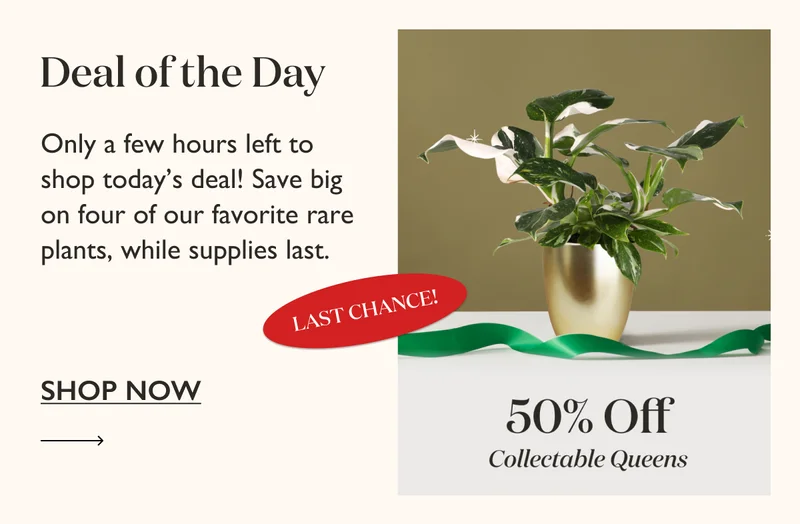 Only a few hours left to shop today's deal! Save big on four of our favorite rare plants, while supplies last. Shop now.