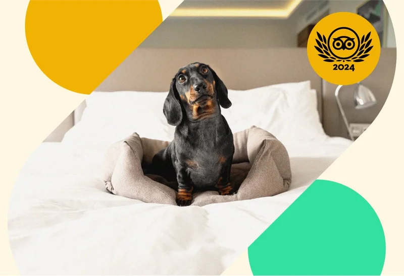 Image Description: A black and brown dachshund sitting on a dog bed on top of a hotel bed. A gold 2024 Travelers’ Choice Awards Best of the Best badge is on the top right corner of the image.