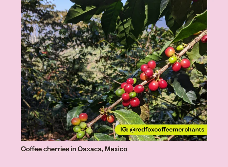 IG: @redfoxcoffeemerchants