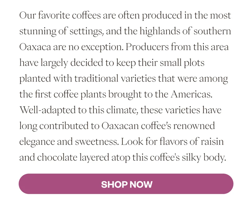 Our favorite coffees are often produced in the most stunning of settings, and the highlands of southern Oaxaca are no exception. Producers from this area have largely decided to keep their small plots planted with traditional varieties that were among the first coffee plants brought to the Americas. Well-adapted to this climate, these varieties have long contributed to Oaxacan coffee’s renowned elegance and sweetness. Look for flavors of raisin and chocolate layered atop this coffee's silky body. SHOP NOW