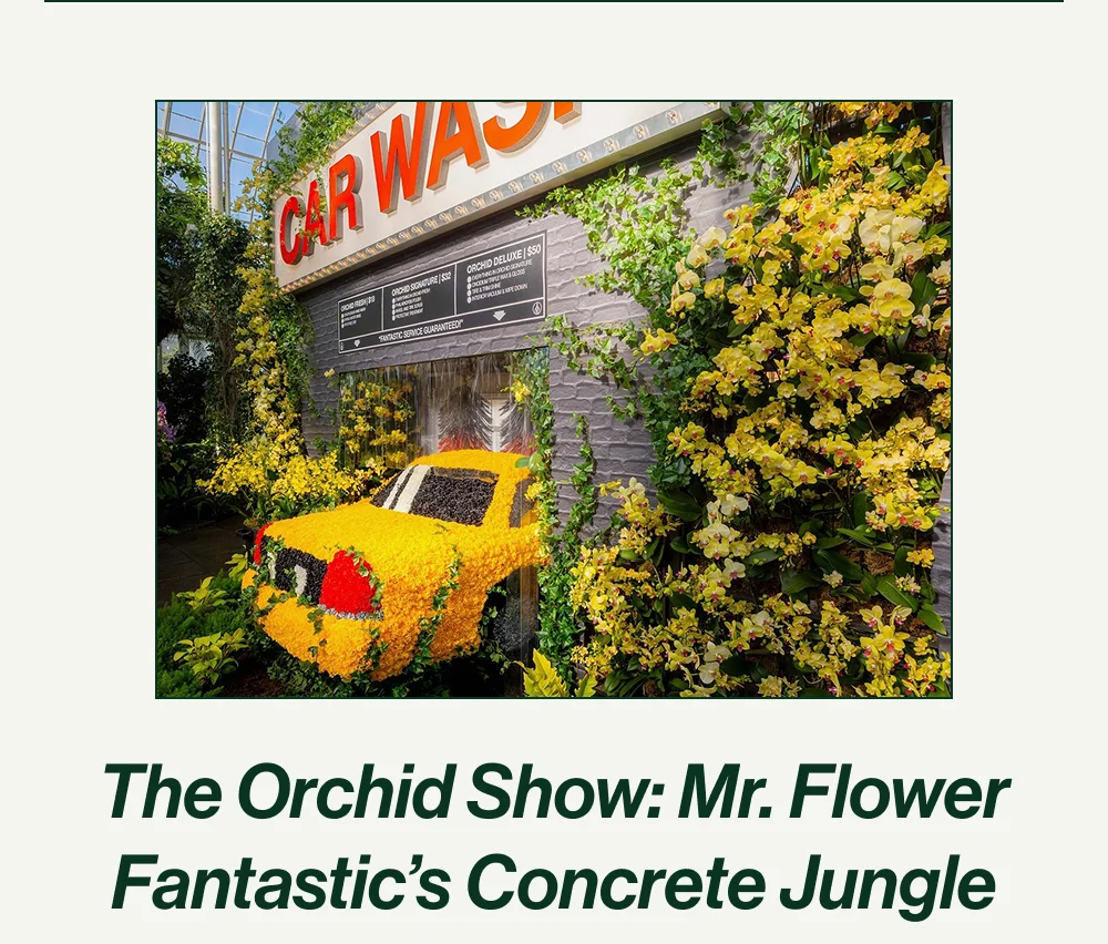 Mr. Flower Fantastic