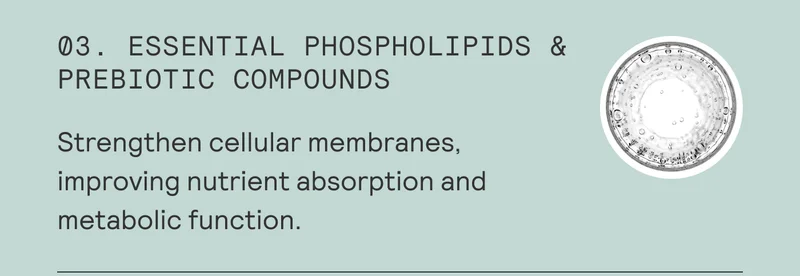 03. ESSENTIAL PHOSPHOLIPIDS & PREBIOTIC COMPOUNDS  Strengthen cellular membranes, improving nutrient absorption and metabolic function.