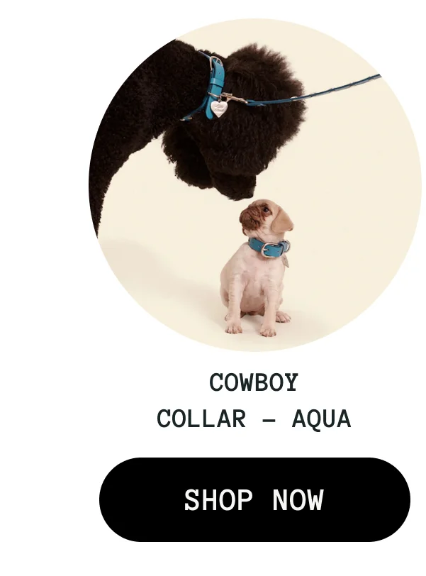 Cowboy Collar - Aqua