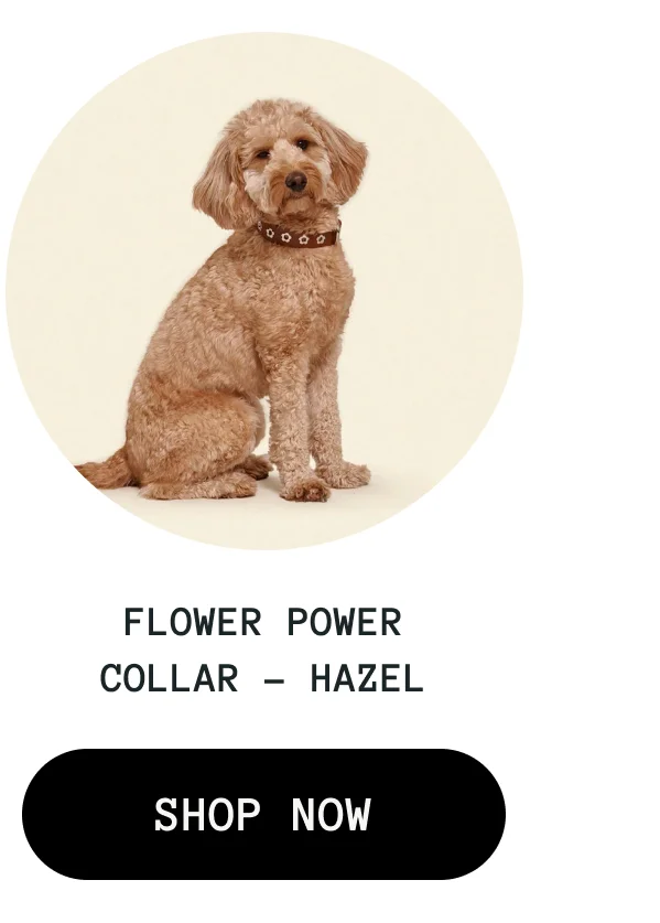 Flower Power Collar - Hazel