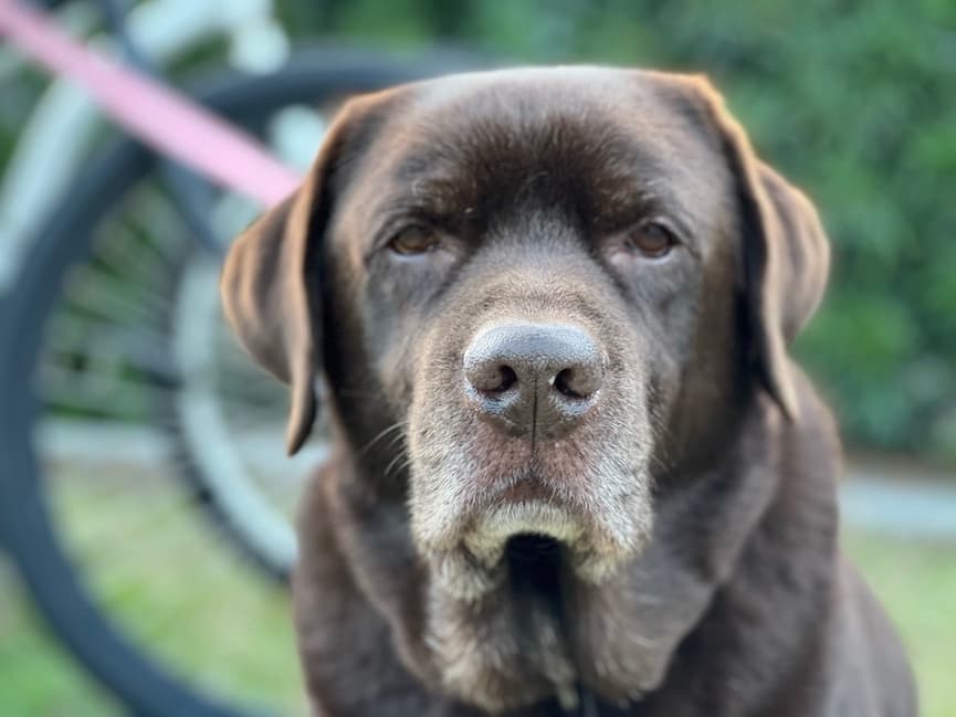 an image of a dog sitting on a beach looking at the camera