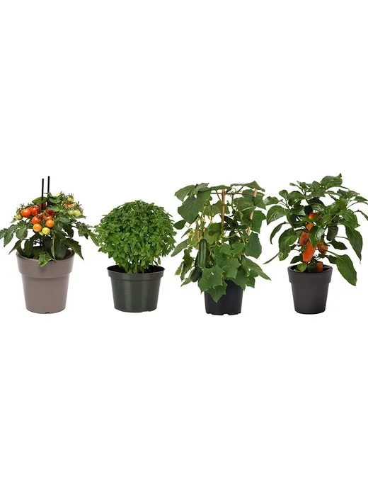 Girl Next Door 4-Piece Kitchen Minis Veggies Live Plants