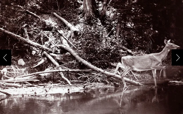 The thread attached to the camera stretches from bank to bank. The picture shows the gaunt character of the deer during the fly season.
