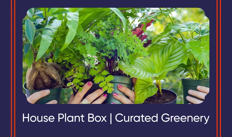 House Plant Box