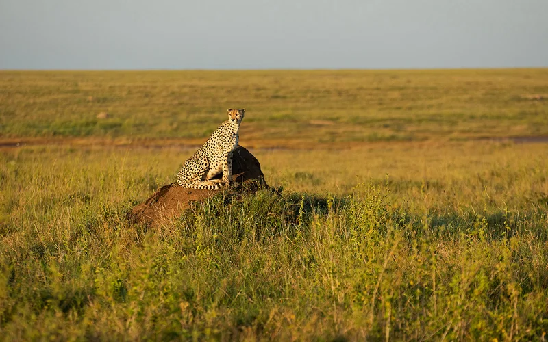 A cheetah is perched on a rock