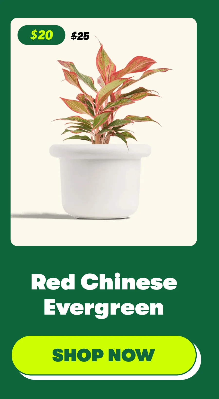 Red Chinese Evergreen [SHOP NOW]