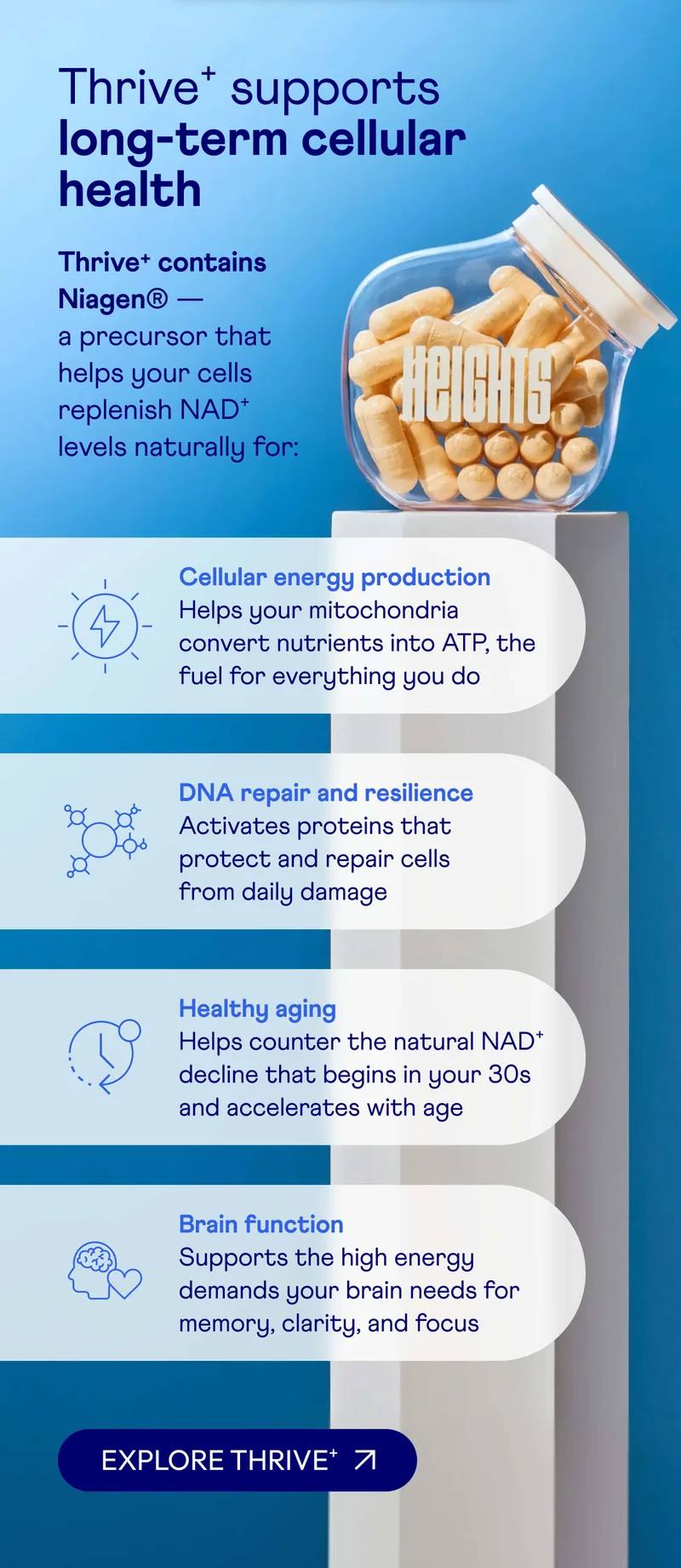 Thrive⁺ supports long-term cellular health
