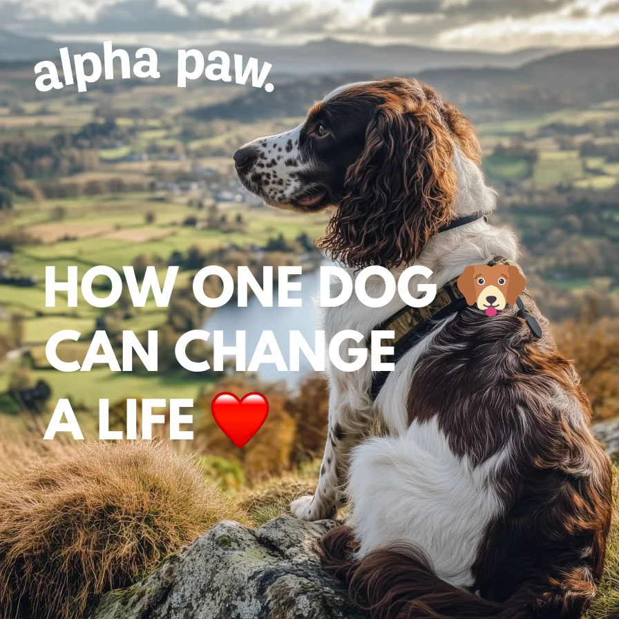 Dog happy products