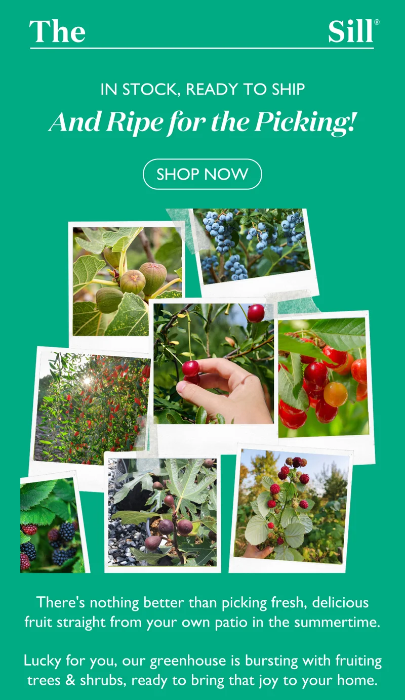 In Stock, Ready To Ship, And Ripe For The Picking! Shop now.