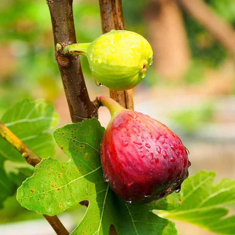 Image of Chicago Hardy Fig