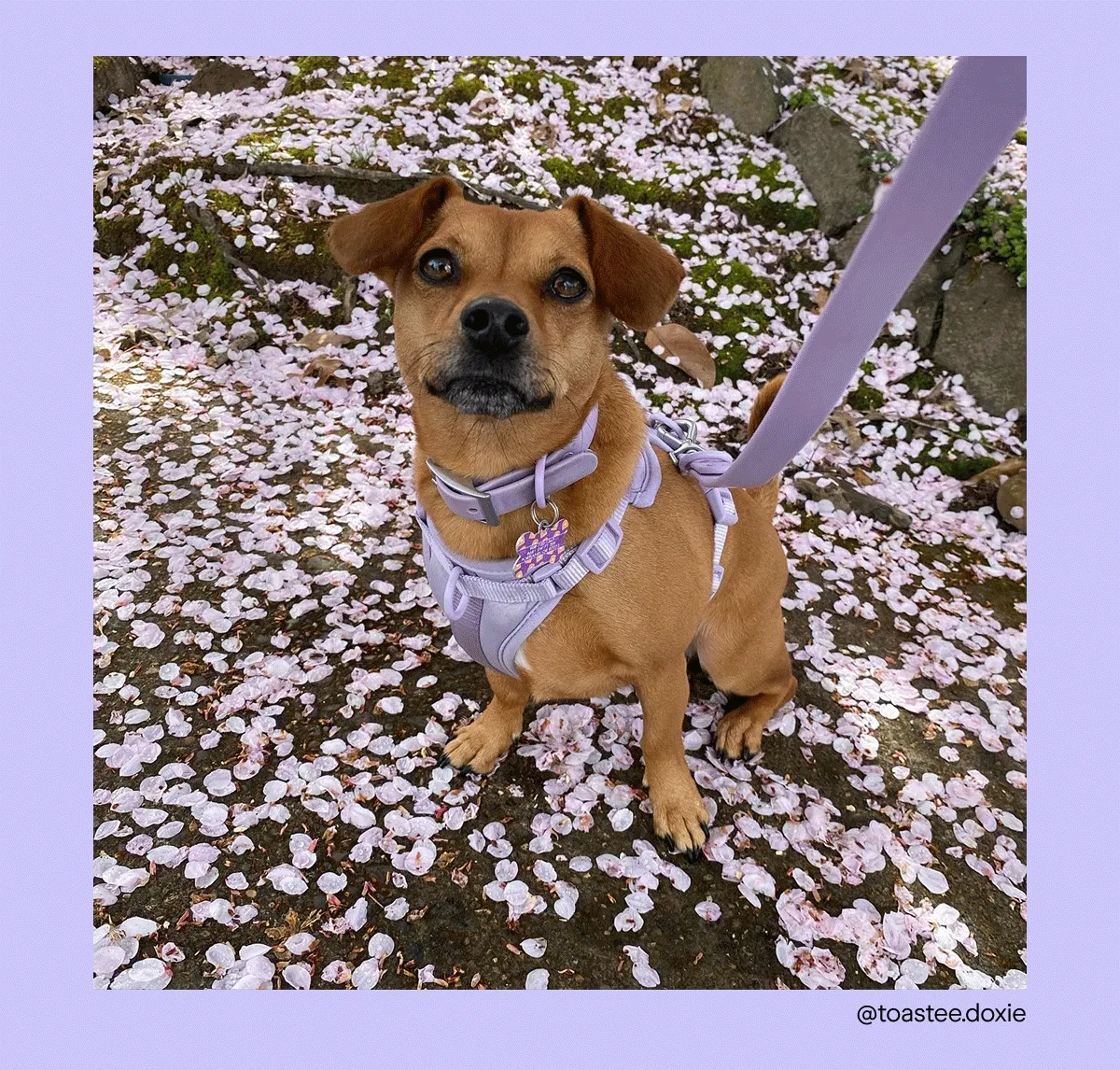 Dog with harness in spring