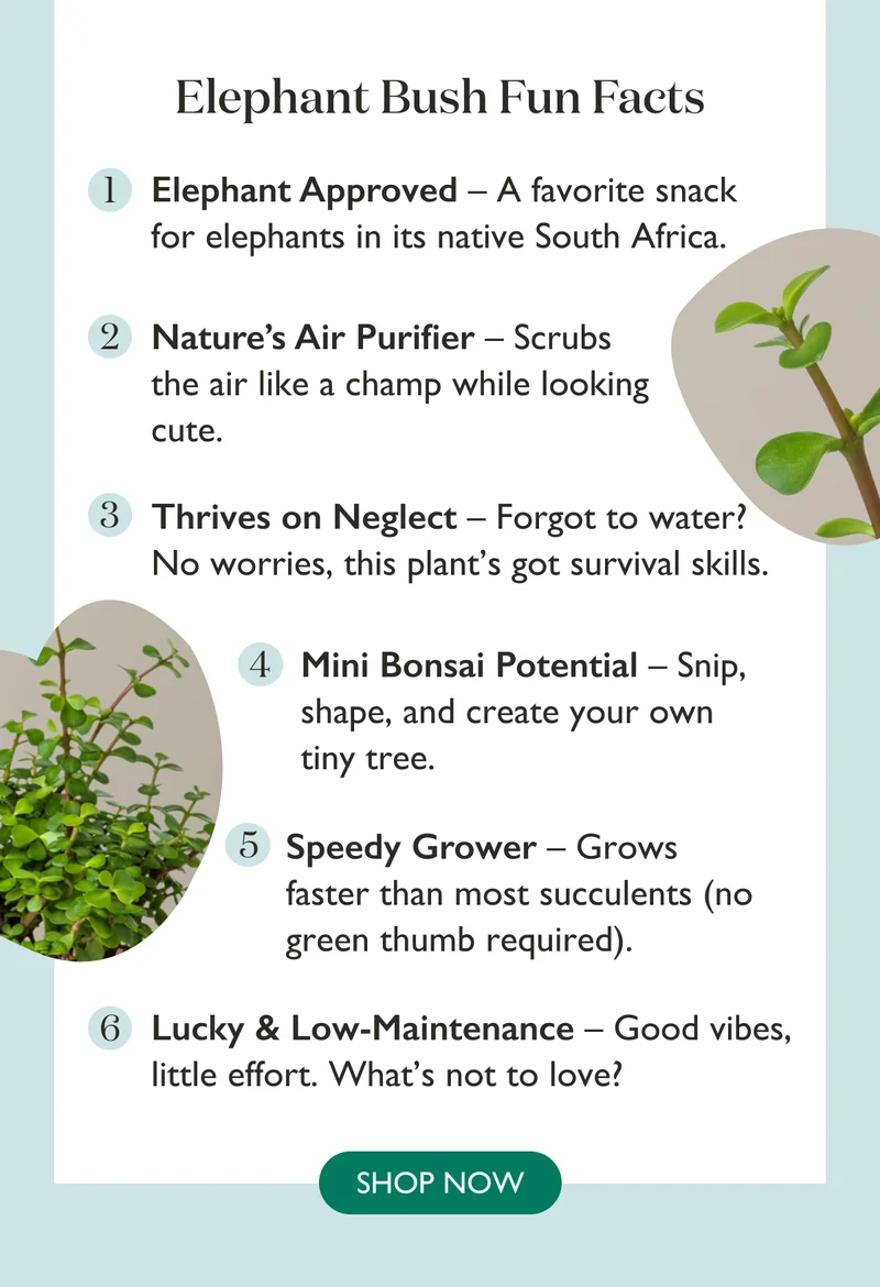 Elephant Bush Fun Facts: Scrubs the air like a champ while looking cute. Forgot to water? No worries, this plant's got survival skills. Snip, shape, and create your own tiny tree. Good vibes, little effort - what's not to love?