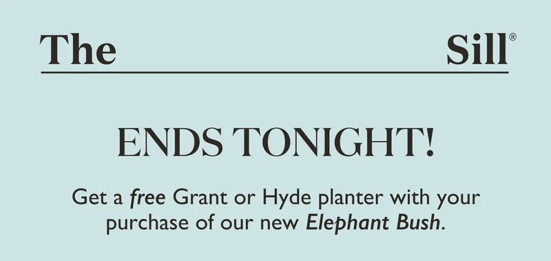 Ends Tonight! Get a free Grant or Hyde planter with your purchase of our new Elephant Bush.