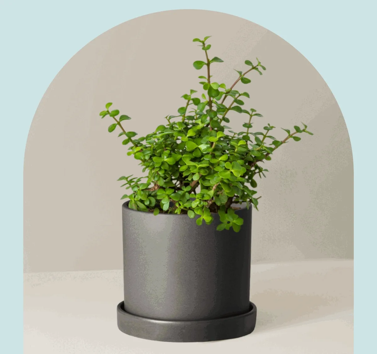 Shop the Elephant Bush