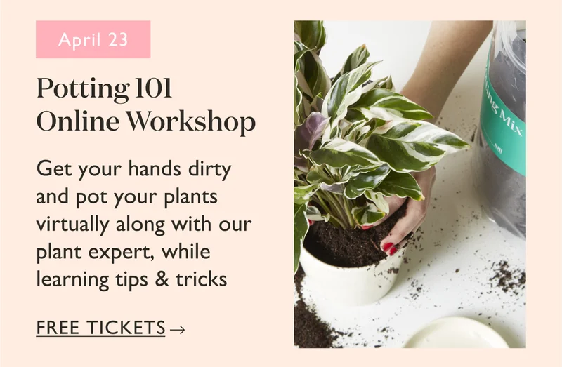 Potting 101 Online Workshop: Get your hands dirty and pot your plants virtually along with our plant expert, while learning tips and tricks.