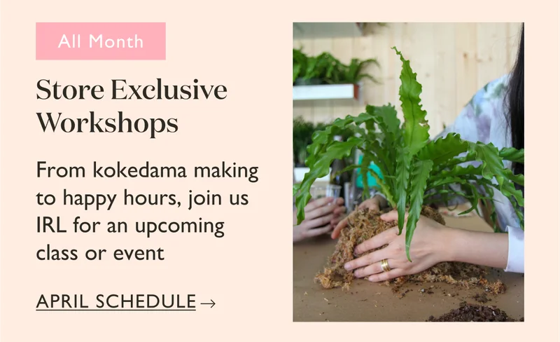 Store Exclusive Workshops: From kokedama making to happy hours, join us IRL for an upcoming class or event.