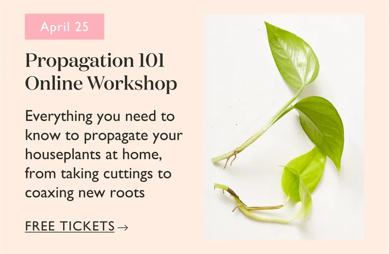 Propagation 101 Online Workshop: Everything you need to know to propagate your houseplants at home, from taking cuttings to coaxing new roots.