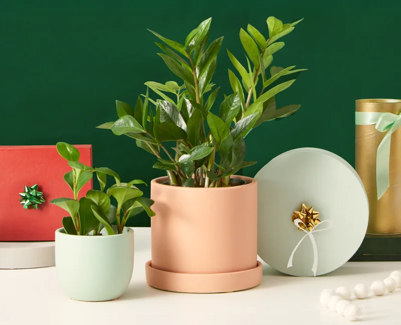 Plant Holiday Gifts