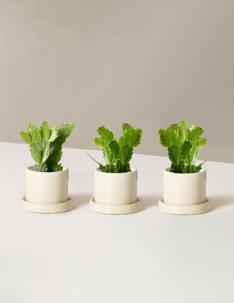 Image of Mini Holiday Cactus, $48+