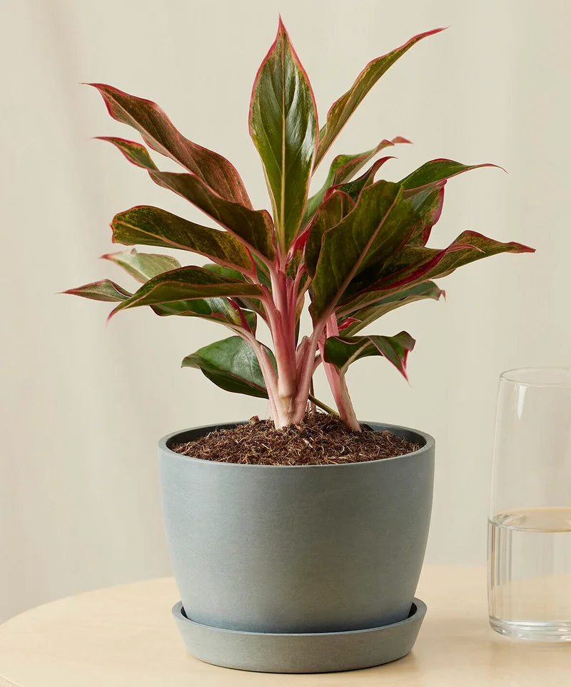 Image of Aglaonema Siam
